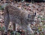 Luchs0001